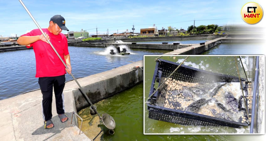 大陸封殺台灣石斑魚，養殖業者只能繼續放養，但越來越大隻，越難賣。（圖／方萬民攝）