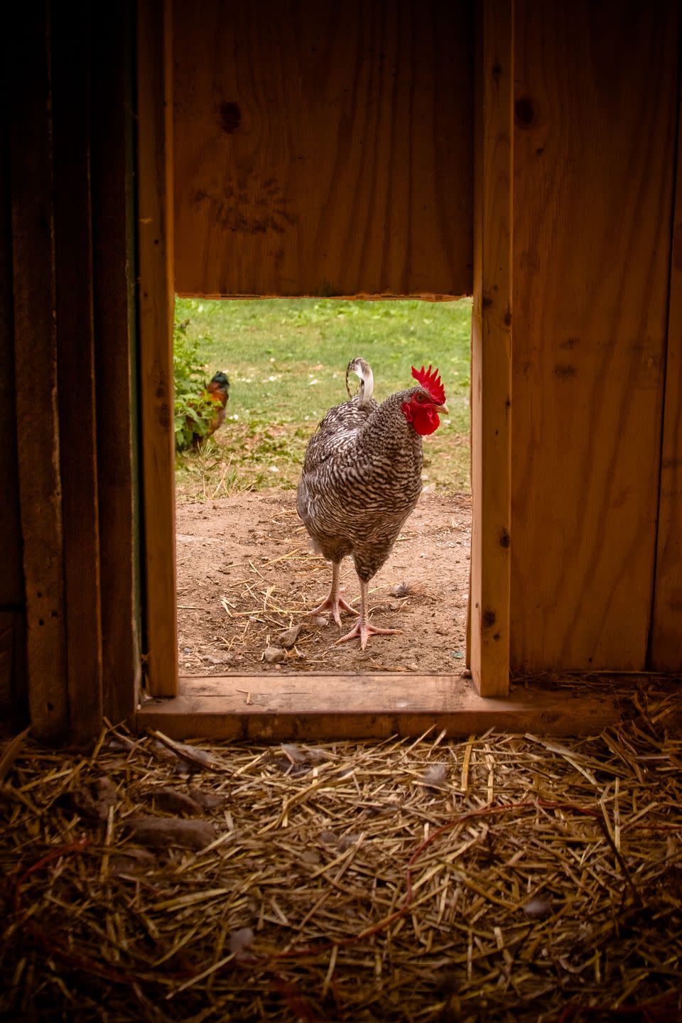 Chickens going thirsty.