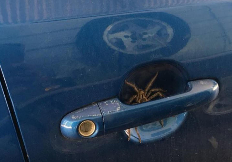 This huntsman spider was found on the car handle of a Hyundai i30 on the Sunshine Coast. Source: Facebook/ Madeline Mullett