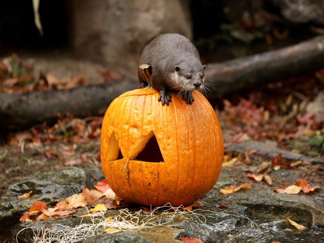 otter and a pumpkin