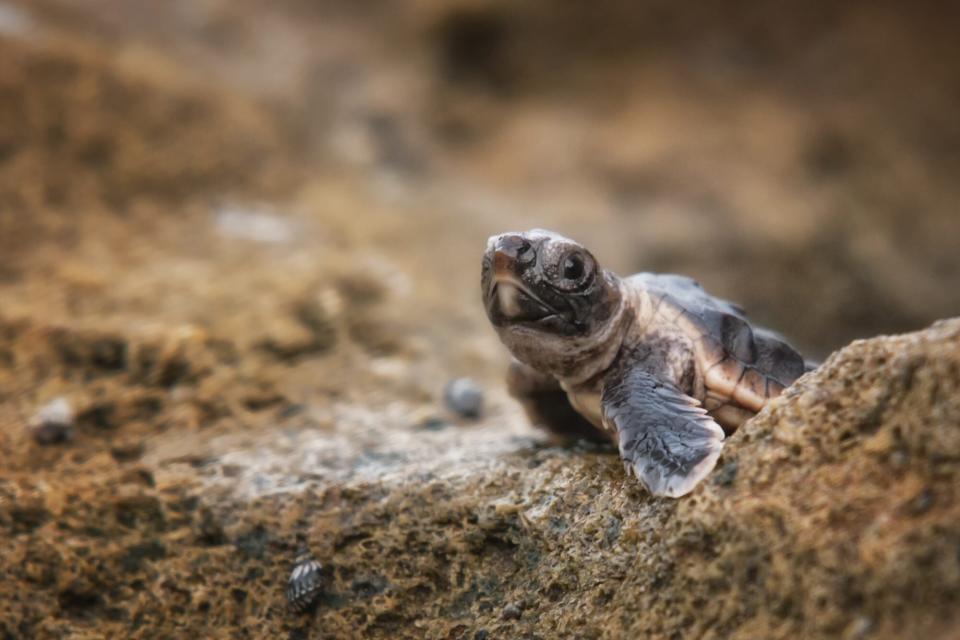 Baby Loggerhead Sea Turtle