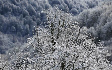 A snow-covered tree is seen during the 2014 Sochi Winter Olympics in Rosa Khutor February 19, 2014. REUTERS/Stefano Rellandini