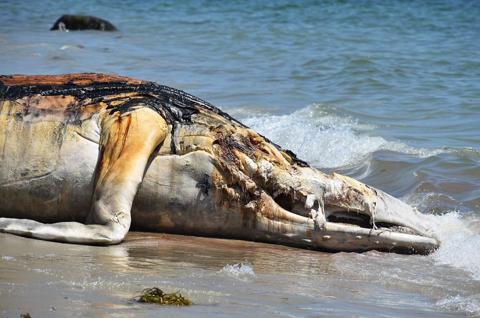 A young humpback whale found dead off the coast was dragged onto Westport Town beach for a necropsy on Tuesday.
