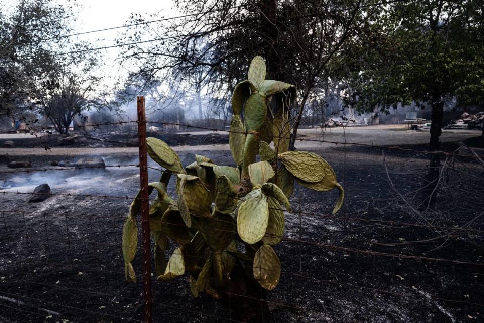 A wilted cactus stands on the side of Cohasset Road near a home burned in the Park Fire east of Chico on Thursday, July 25, 2024.