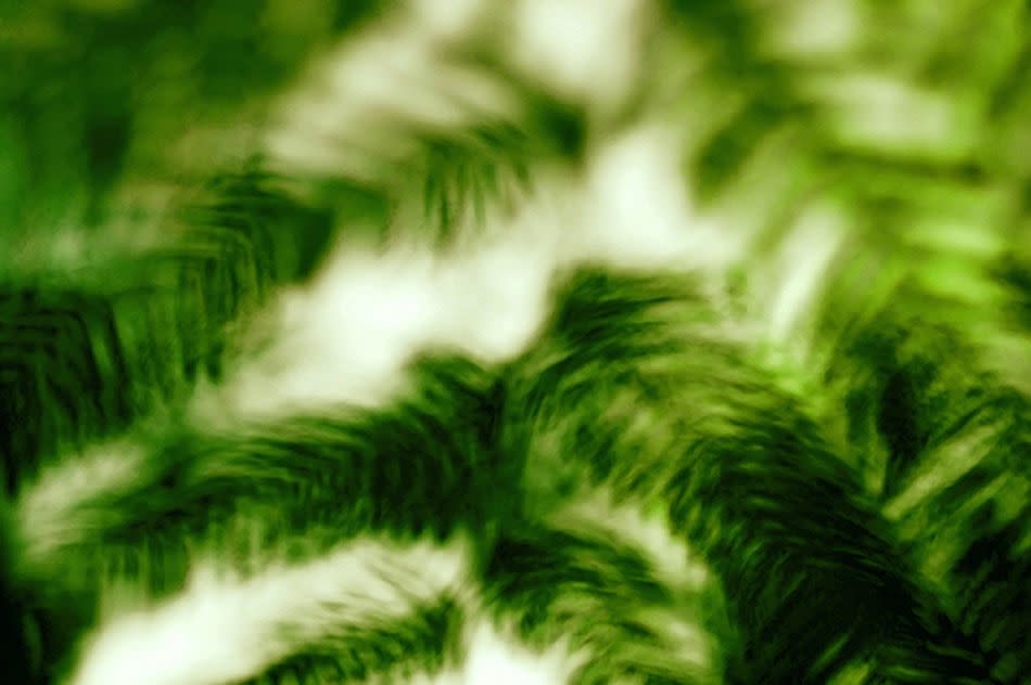 Gillingham, Kent, UK. <br><br>The underside of a collection of foliage. <br><br>Camera: Nikon D40 Joel Biddle, UK (aged 17) <br><br>Winner, Young TPOTY 15-18 ‘Green’, and winner Young Photographers Alliance Award