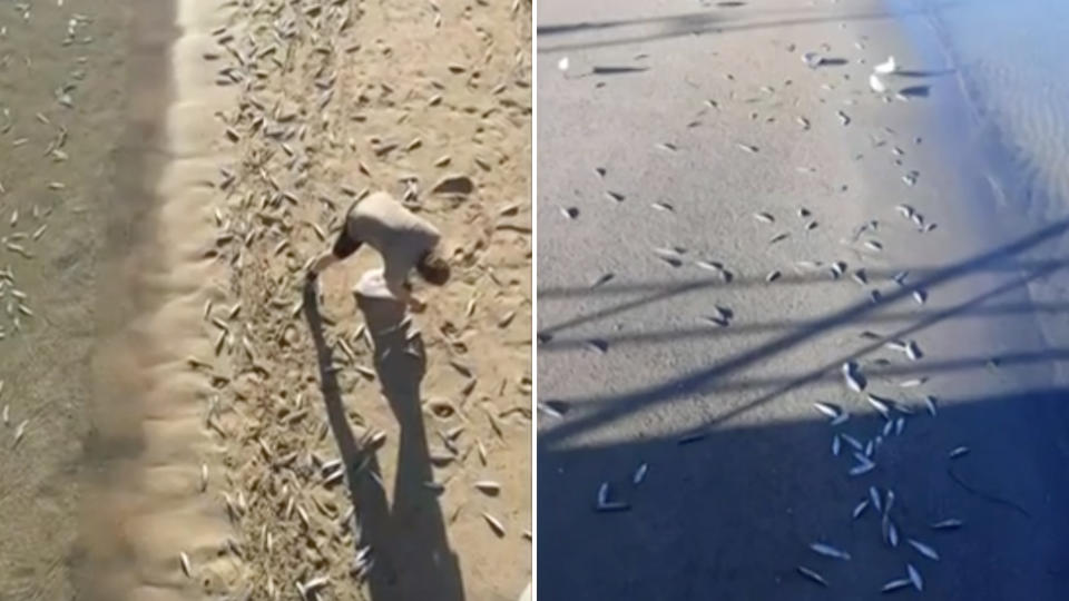 More than one thousand scaly mackerel were found washed up on a Rockingham beach. Source: Carie Rothero-Maree/ Facebook