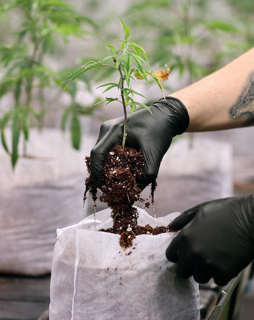 Talan Sampson, Dragonfly Wellness Grow Facility nursery cultivator, disposes of extra Jungle Wifi cannabis plants, which will be killed, at the Dragonfly Wellness Grow Facility in Moroni on Friday, April 28, 2023. | Kristin Murphy, Deseret News