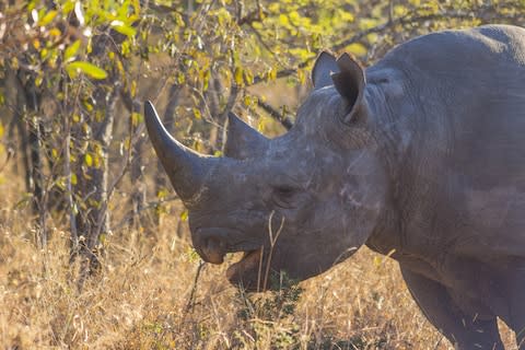 A black rhino - Credit: bradleyvdw - Fotolia/BRADLEY VAN DER WESTHUIZEN