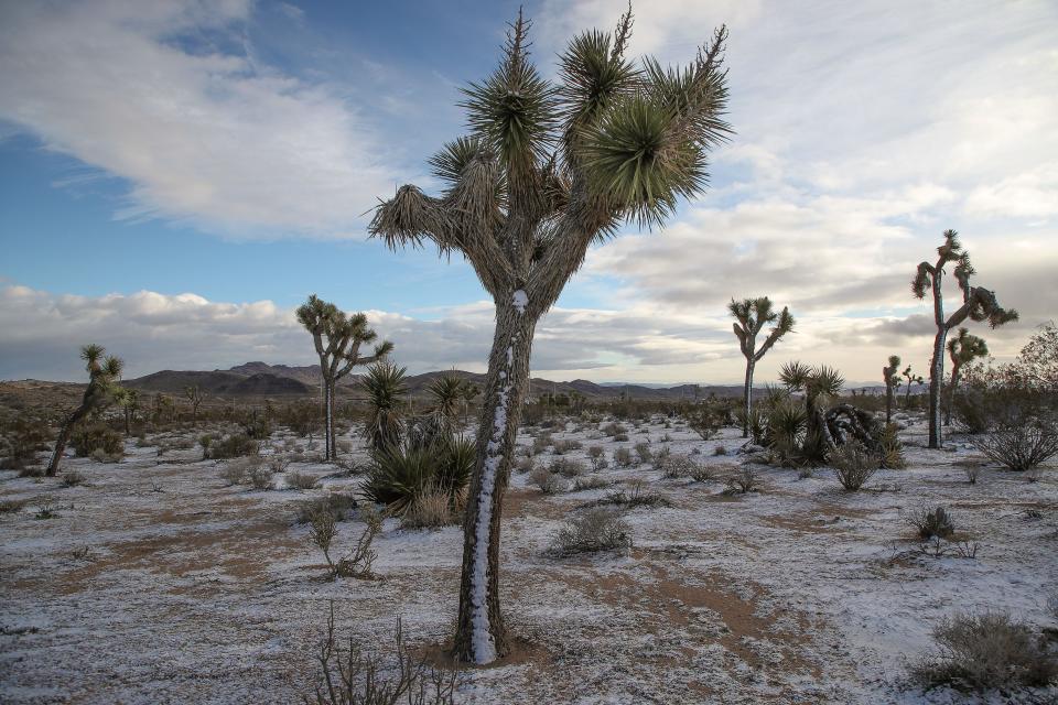 Joshua trees and other desert plants have a fresh dusting of snow in Joshua Tree, Calif., Feb. 23, 2023.