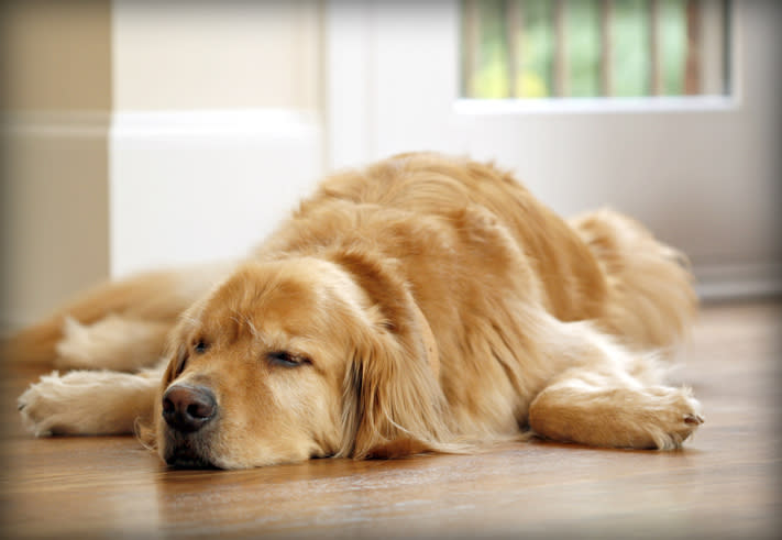 Si tu perro duerme poco y se ve desanimado, quizás sufra de estrés. Foto: Victoria Neer/Getty Images
