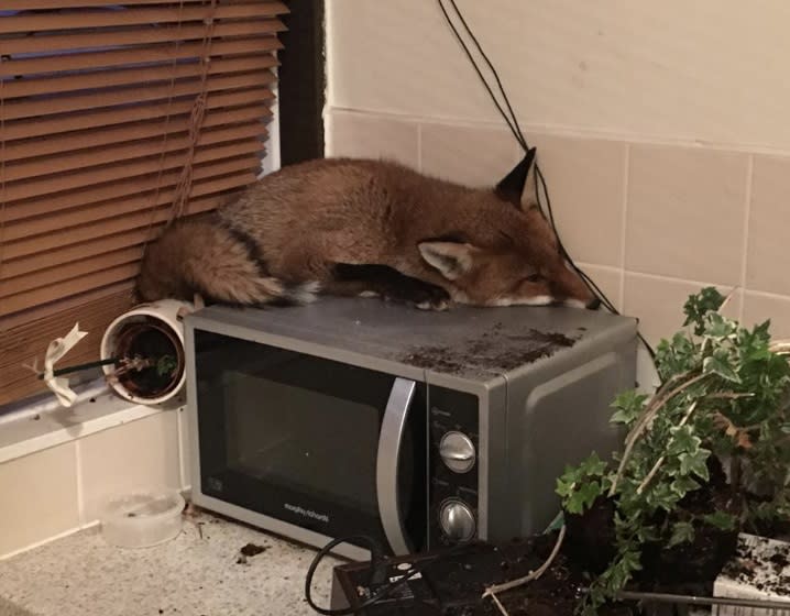 The Fryer family were left stunned after this fox sneaked in to the family home in Mitcham, presumably entering through a cat flap. He was nursed back to full health at the RSPCA’s shelter in Putney. (RSPCA)