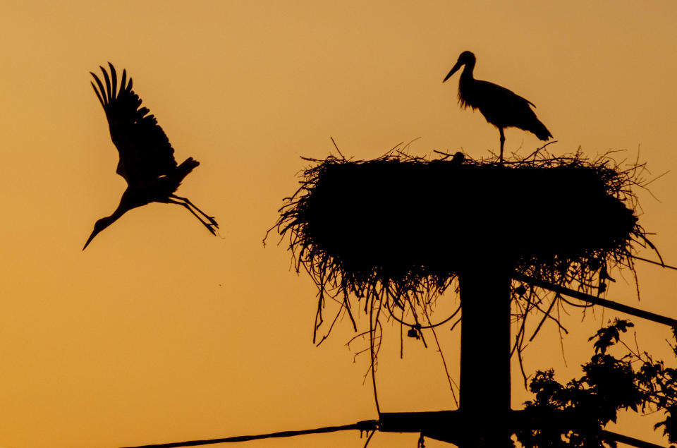 A stork starts off its nest in the Taunus region near Frankfurt, Germany, Wednesday, May 31, 2023. (AP Photo/Michael Probst)