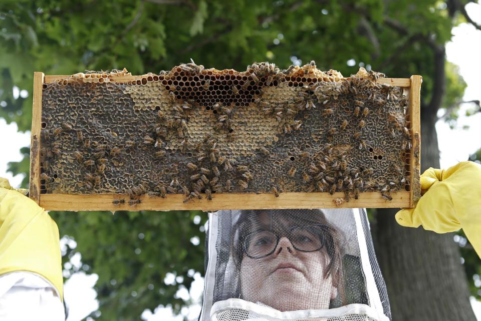 In this Wednesday, Oct. 16, 2013 photo, Beekeeper Kellen Henry inspects bees from her Feedback Farms hive in the Myrtle Village Green community garden in the Bedford-Stuyvesant section of Brooklyn, in New York. In this case, bees have stored honey in a previously-used honeycomb, then sealed it with a thin layer of wax so they can consume their honey over the winter. (AP Photo/Kathy Willens)