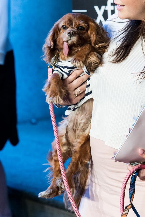 Dogs steal the show at the 2016 Webby Awards