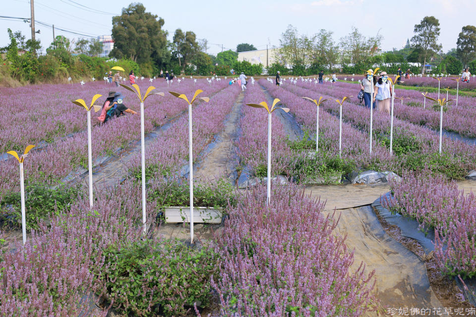 2022桃園仙草花節～仙茶之舞