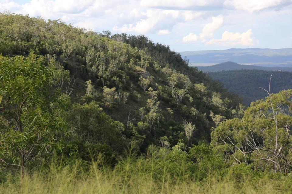 Mount Lofty was once so thick with koalas it was known as Bear Hill. Source: Supplied