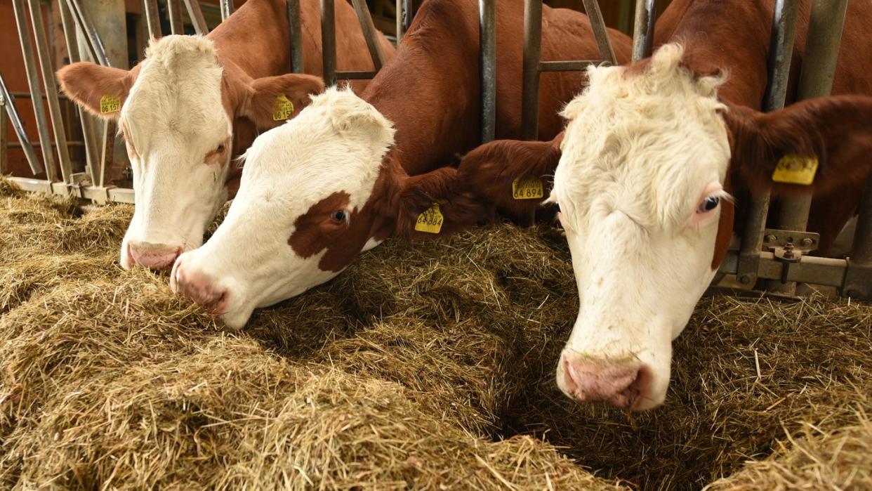 In Industrieanlagen gezüchtete Mikroben könnten ein umweltfreundlicheres Futter für Rinder, Schweine und Hühner darstellen als Ackerpflanzen. Foto: Angelika Warmuth