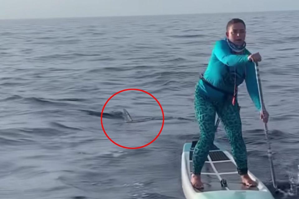 Watch a Stealthy Hammerhead Shark Circle Two Paddleboarders in the ...