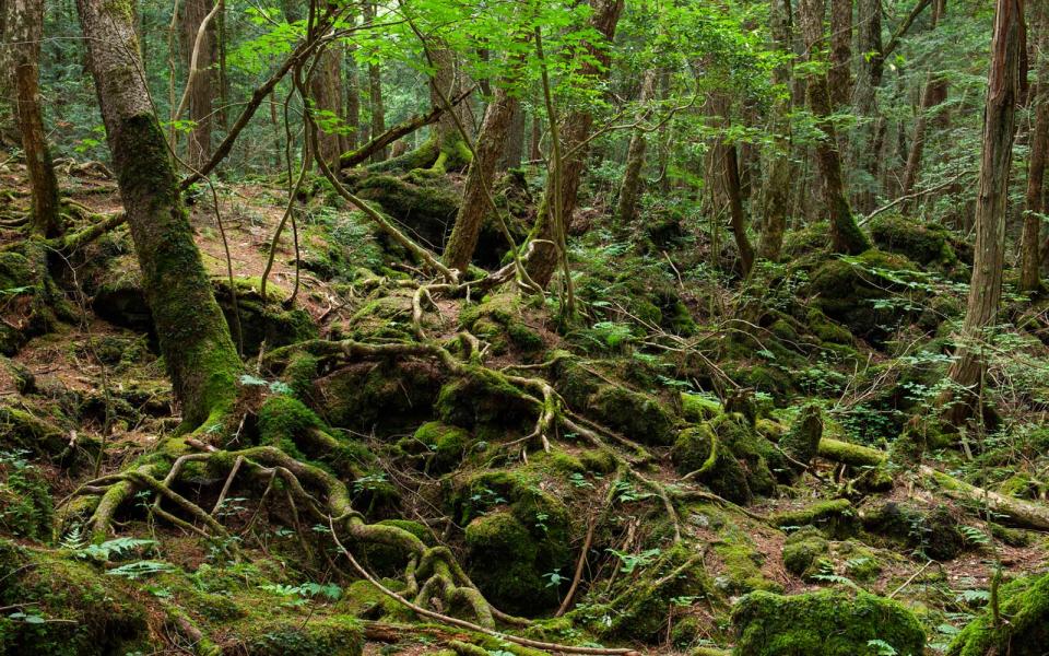 Aokigahara Forest in Japan