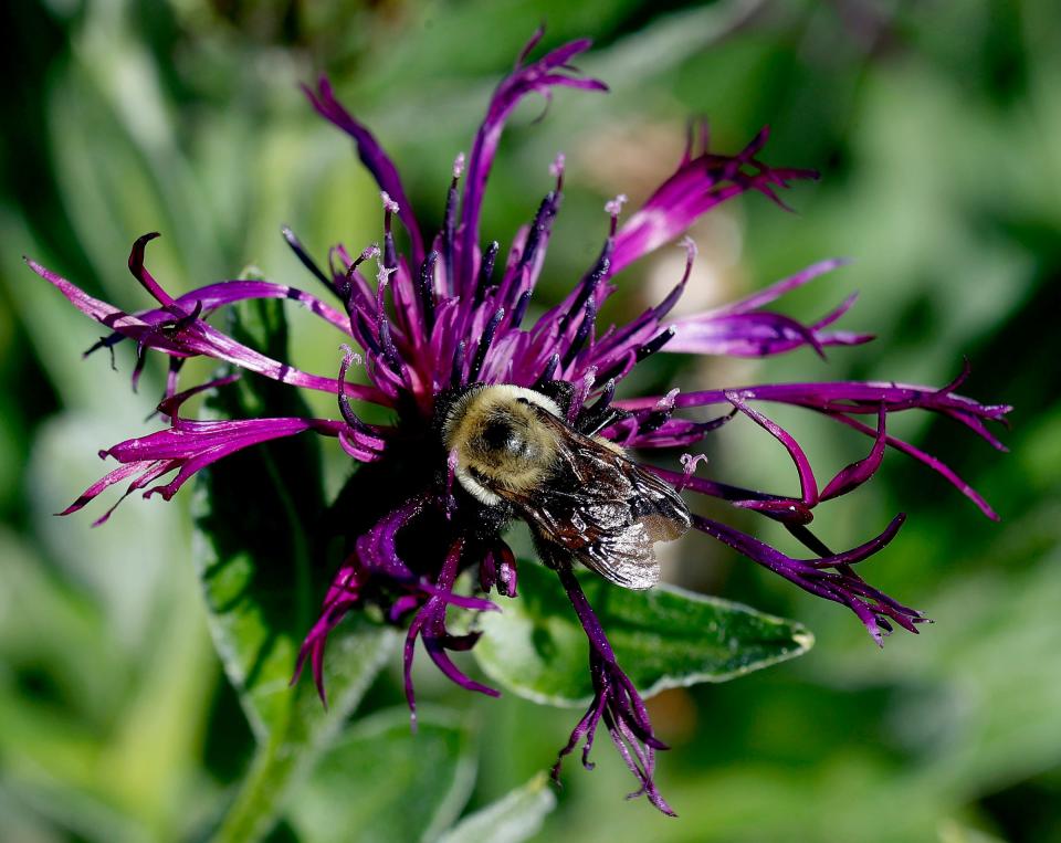 A bumblebee pollinates a flower at the Oudolf Garden on Belle Isle in Detroit on Friday, June 17, 2022.