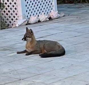 A fox photographed in a Flamingo Park yard near downtown West Palm Beach.