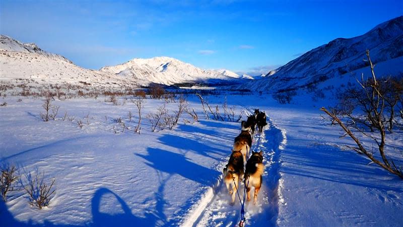 Denali National Park and Preserve's sled dogs help rangers with patrols and projects across a vast swath of protected wilderness, where snowmobiles and other vehicles are not allowed.