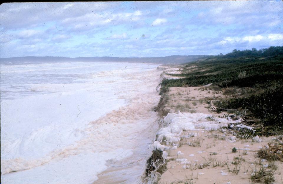 Bengello Beach suffered erosion during the May 1974 storm event. Note the vertical sand cliff carved into the dunes by wave action. Roger McLean