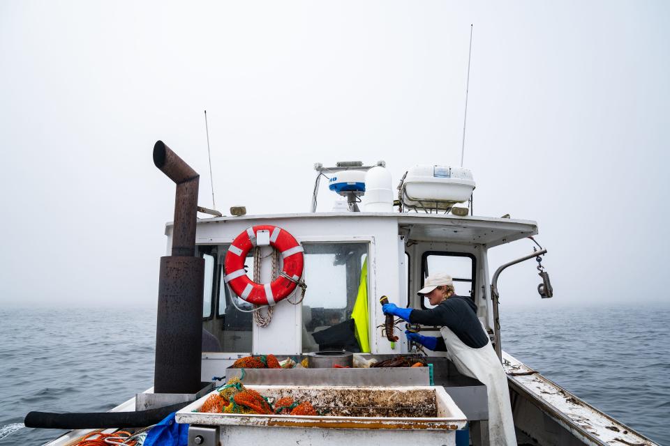 Krista Tripp places lobsters she caught into a bin off the coast of Maine before she returns to the harbor to sell her haul on Friday, June 30, 2023.