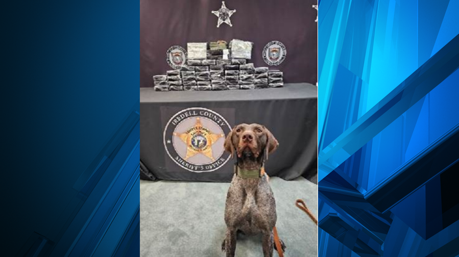 Canine Groot; Credit: Iredell County Sheriff’s Office