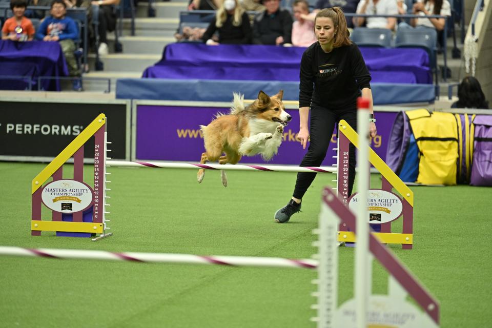 A dog performs in the Masters Agility Championships during The 147th Annual Westminster Kennel Club Dog Show Presented by Purina Pro Plan - Canine Celebration Day at Arthur Ashe Stadium on May 06, 2023 in New York City.