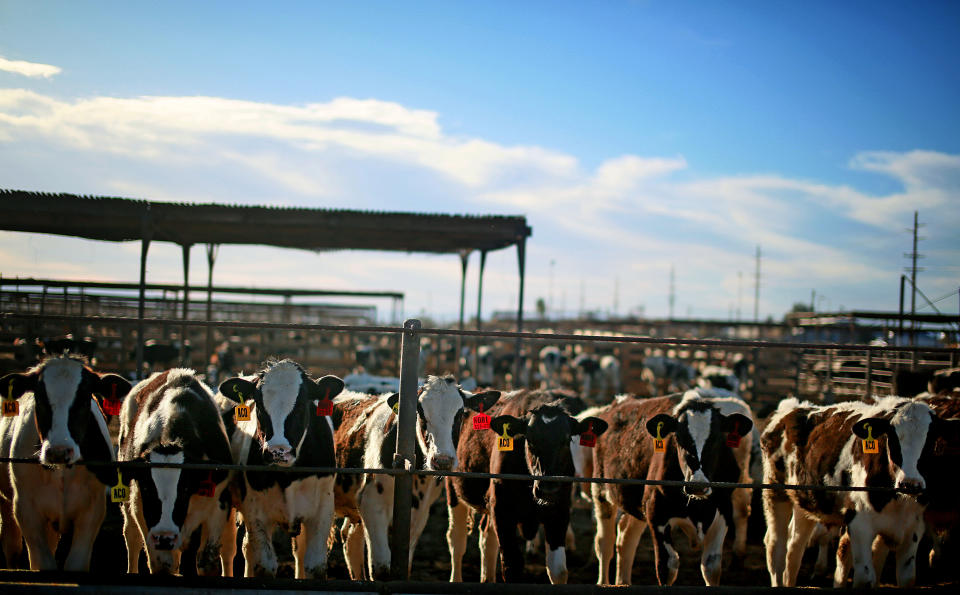 Cattle inside a pen outside of El Centro, CA on Wednesday, February 11, 2015. The Imperial Valley has some of the poorest air quality in California due to border traffic, farming and other industries. (Photo by Sandy Huffaker/Corbis via Getty Images)