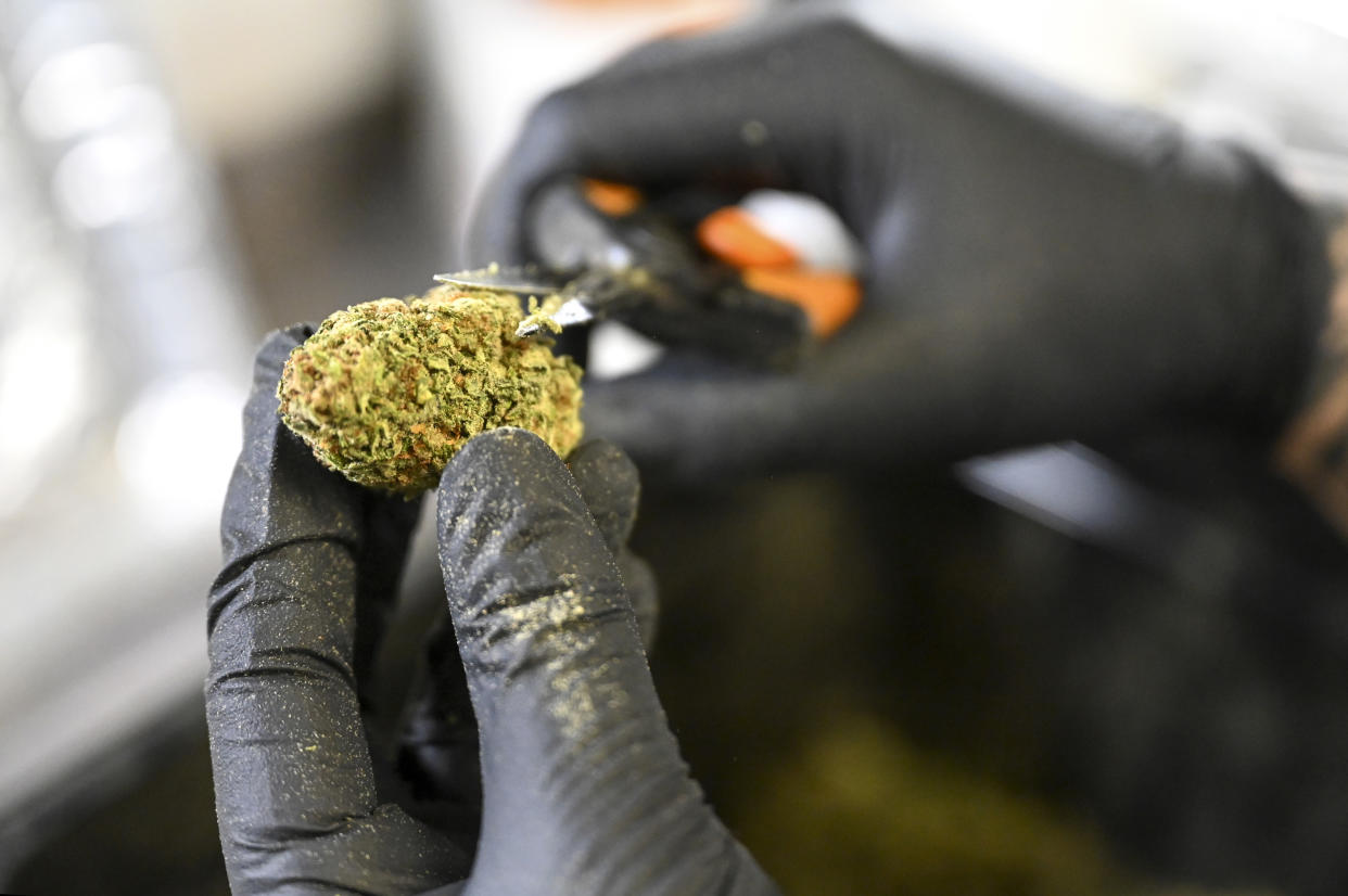 Un trabajador recorta un cogollo de marihuana en Canna Provisions en Sheffield, Massachusetts, el 28 de abril de 2022. (Cindy Schultz/The New York Times)