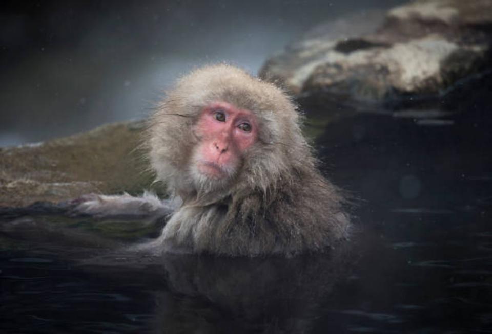 Un mono macaco se baña en una fuente termal en el parque de monos macacos salvajes Jigokudani Yaen-koen en Yamanouchi, Japón (Getty Images)