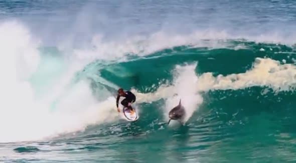 Dolphin shares wave with pro surfer in Australia (video)