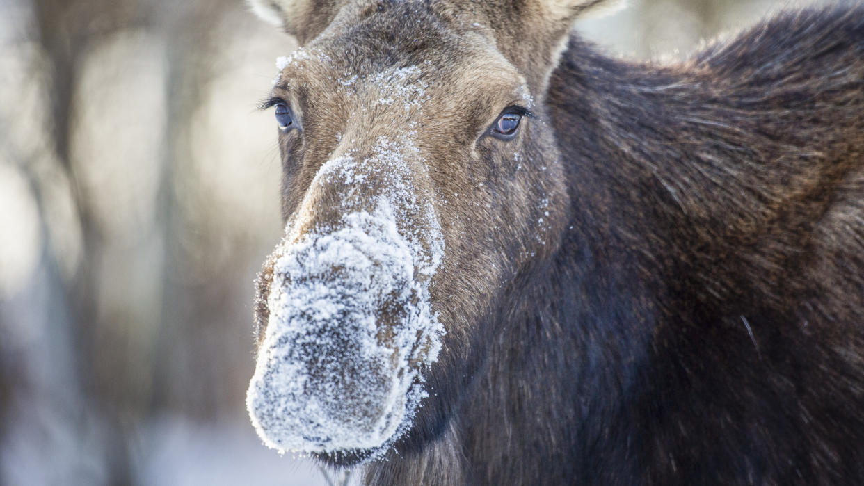  Cow moose with snow on her nose. 