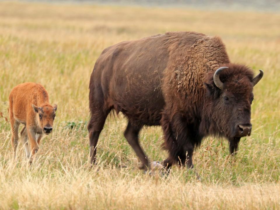 Bison