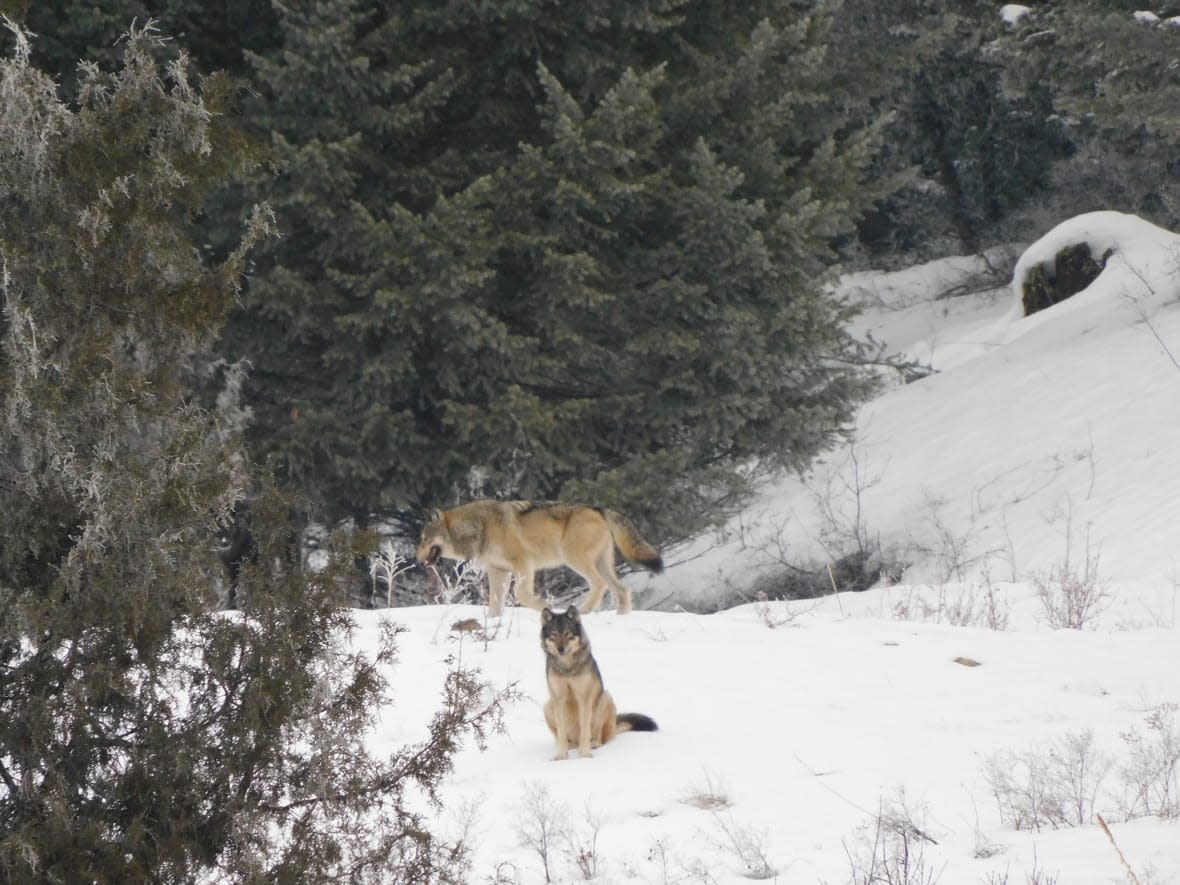 On Jan. 21, Kelowna, B.C., resident Mike Walchuck found a wolf pack in Black Mountain - sntsk'il'ntən Regional Park, where it's rare to spot the animal.  (Mike Walchuck - image credit)