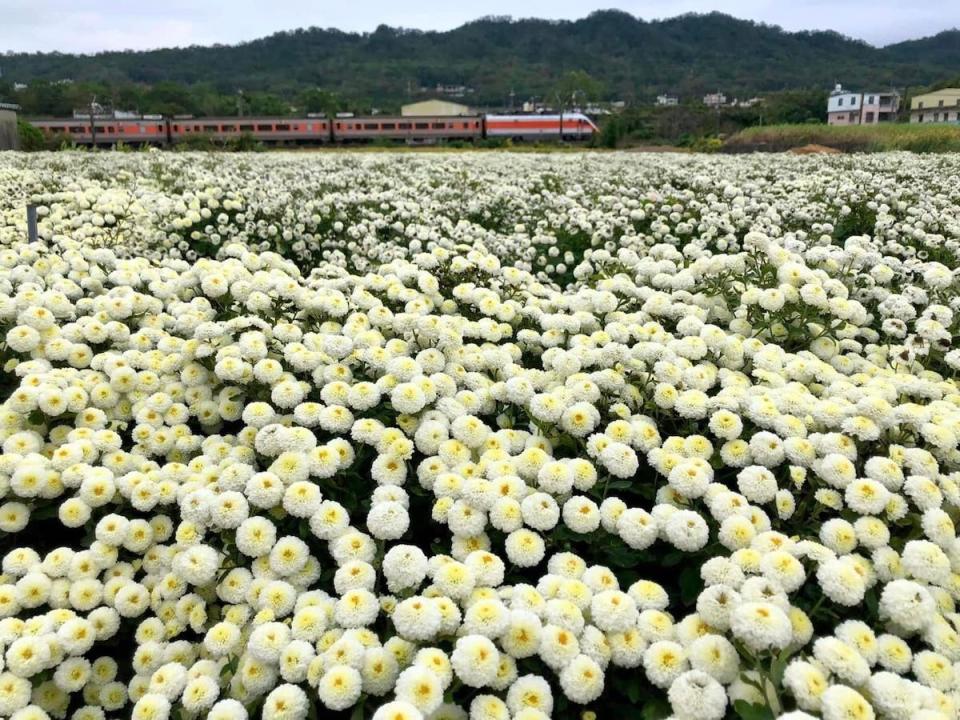 歷屆苗栗銅鑼杭菊芋頭節活動照片（圖片來源：花現銅鑼FB）