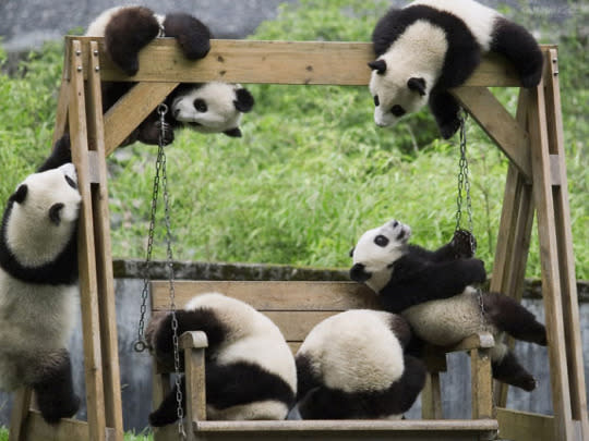 baby panda playing