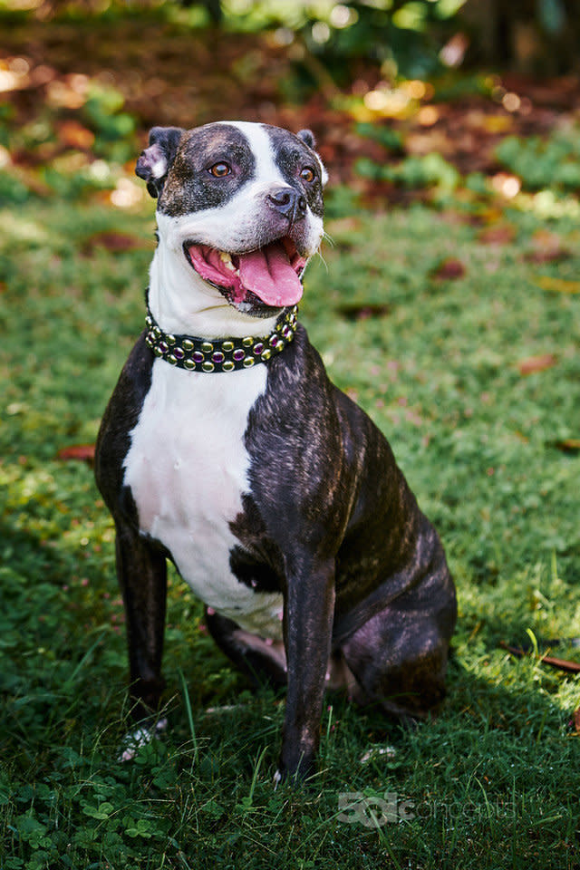 Winnie is a smart, easy-going, happy girl who loves to cuddle.<br /><br />Here's <a href="http://www.adoptapet.com/pet/13279649-nashville-tennessee-american-pit-bull-terrier">Winnie's adoption listing</a>. Find out more from <a href="https://www.facebook.com/NashvillePitBulls">Nashville Pittie</a>.&nbsp;