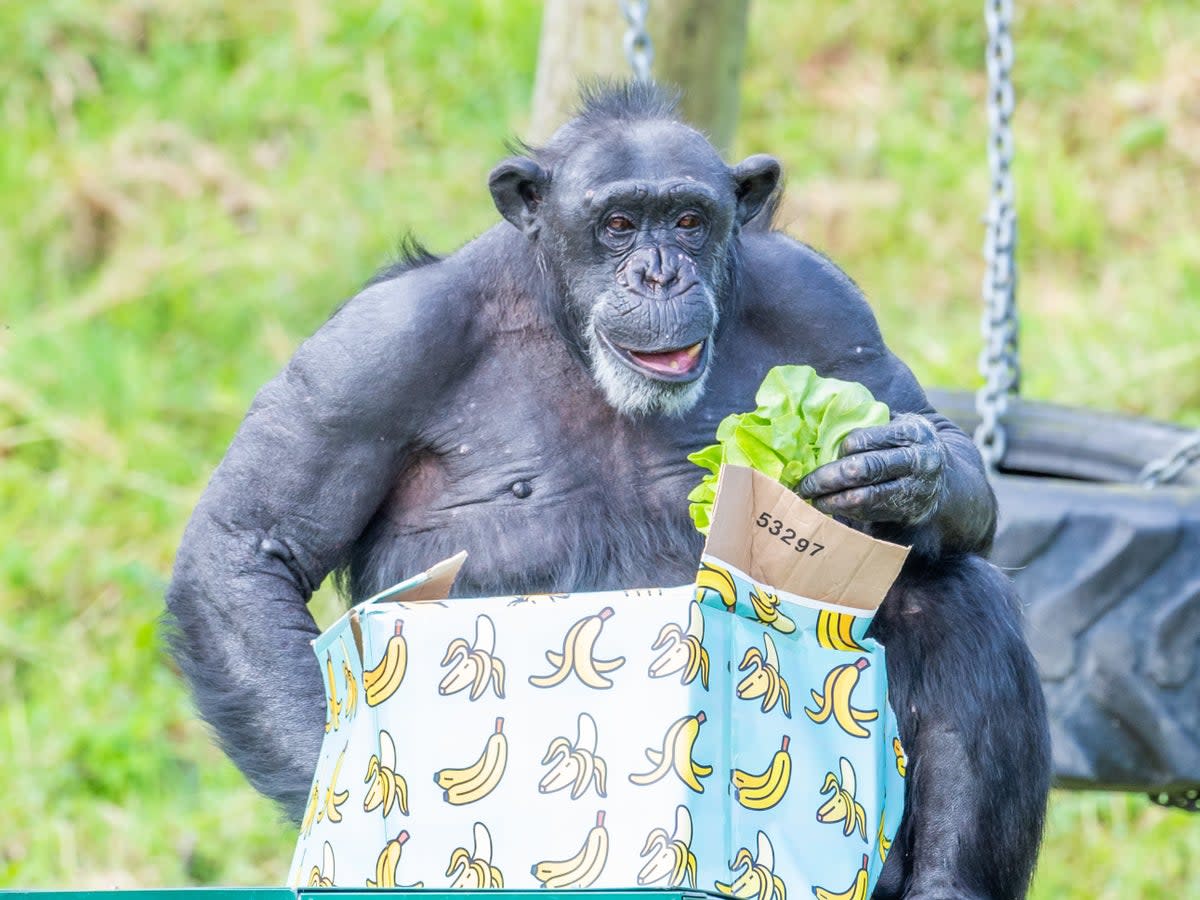 Lizzie the chimpanzee, one of Belfast Zoo’s oldest residents, has celebrated her 50th birthday (Alan Campbell/PA)