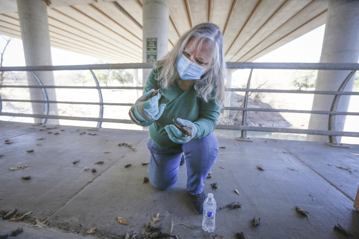 Diana Foss, Texas Parks and Wildlife Urban Wildlife Biologist attempts to find any surviving Mexican Free-tailed bats in a pile of dead bats at Waugh Drive in Buffalo Bayou Park, where it was impacted by the winter storm Monday, Feb. 22, 2021, in Houston. Foss said that the winter bat colony is about 100,000 and that during the summer the colony has about 300,000 bats. She said they were able to find about 20 bats that have fallen from the bridge that were still alive and they are attempting to save. (Steve Gonzales/Houston Chronicle via AP)