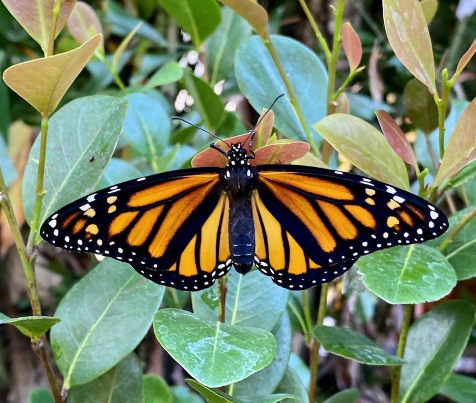 A monarch rests on a cocoplum, which can make a nice hedge.