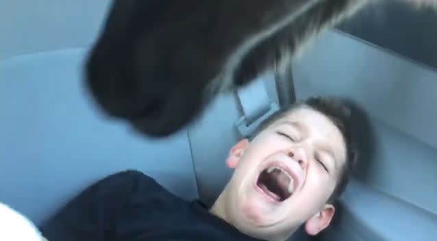 While terrifying for Trey, the internet found his llama encounter hilarious. Photo: YouTube