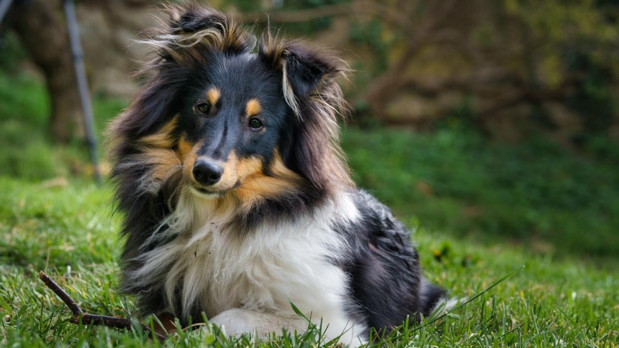  Shetland Sheepdog. 