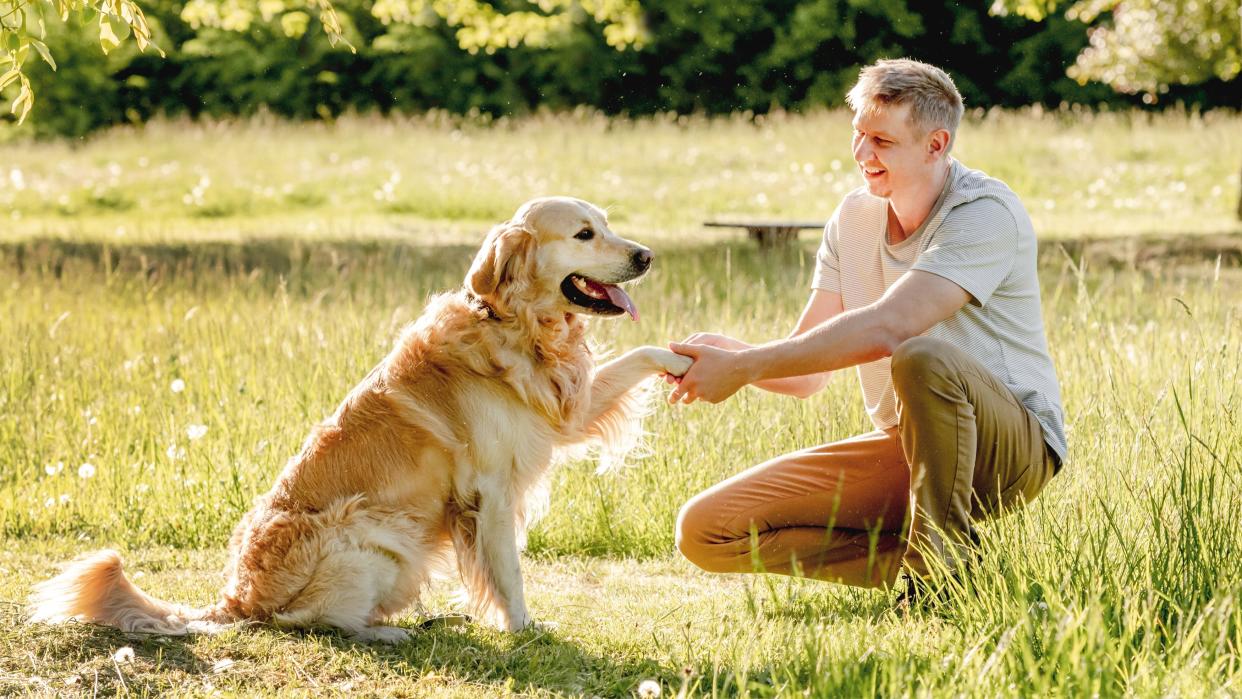  Man shaking the paw of a golden retriever outside. 