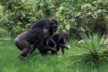 A family of chimpanzees, donated by Sweden's Kolmarden Wildlife Park, are seen at their new enclosure at the Aurora zoo in Guatemala City, Guatemala on May 24, 2016. REUTERS/Saul Martinez/File Photo