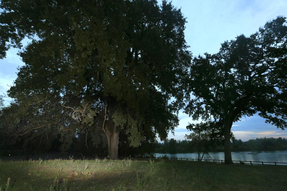 A meadow along the Sacramento River