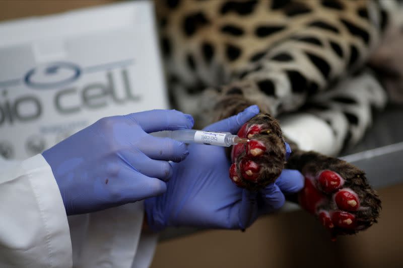 La gerente de BIO CELL y veterinaria Patricia Malard aplica un tratamiento con células madre en las patas de una jaguar hembra adulta llamada Amanaci que sufrió quemaduras por un incendio en Pantanal, en el Instituto ONG Nex en Corumba de Goias, estado de Goiás, Brasil