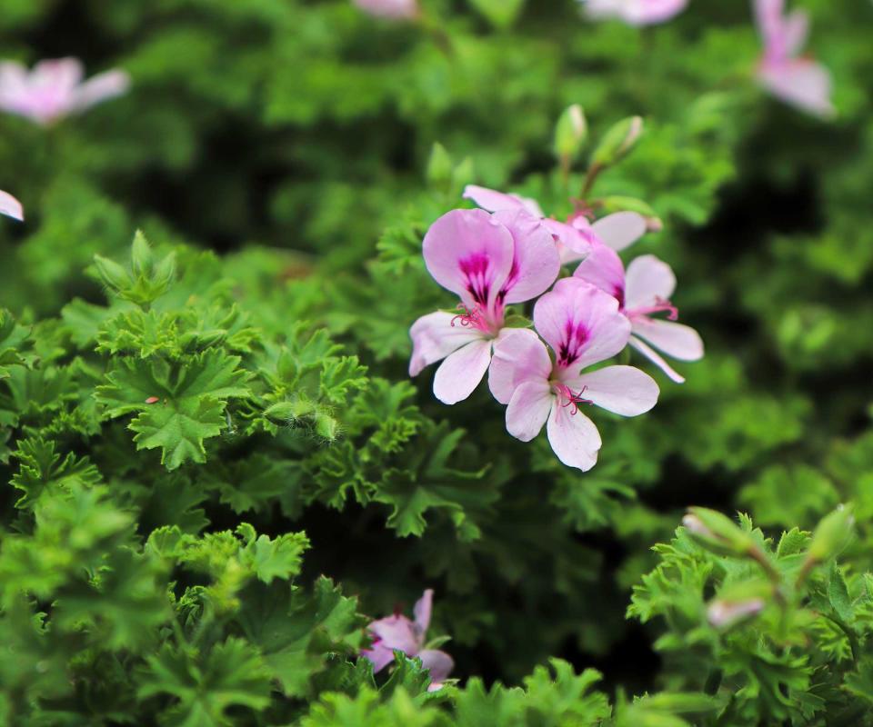 citronella geranium